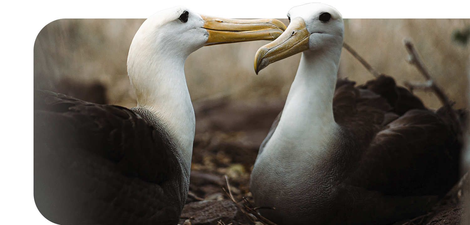 albatross_berniejacome